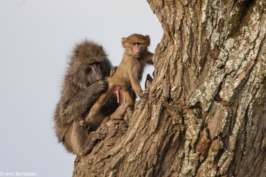 babouin---serengeti-19-juin-2011-17-74.jpg