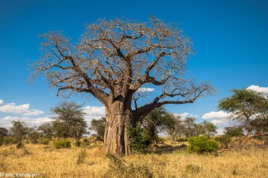 baobab---tarangire-14-juin-2011-2-3.jpg