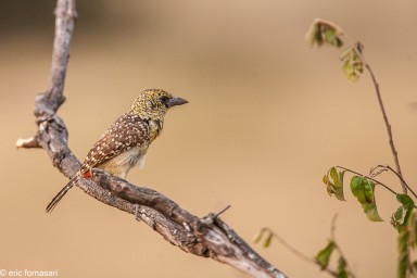 barbican-d'arnaud---serengeti-20-juin-2011-87.jpg