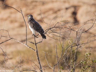 buse-augure---ngorongoro-17-juin-2011-2-41.jpg