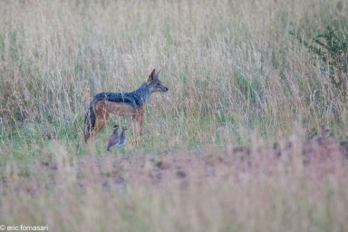 chacal---serengeti-18-juin-2011-1-59.jpg