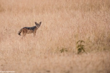 chacal---serengeti-20-juin-2011-88.jpg