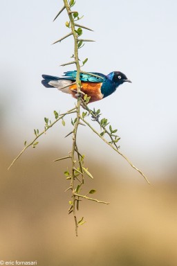 TANZANIE