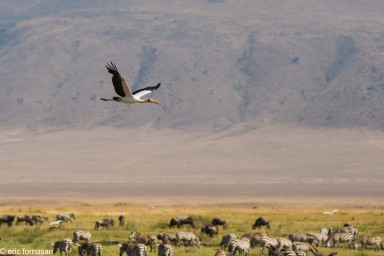 cigogne---ngorongoro-17-juin-2011-2-47.jpg