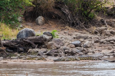 crocodiles---serengeti-20-juin-2011-2-83.jpg