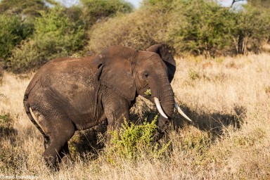 elephant---tarangire-14-juin-2011-15-10.jpg