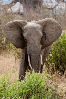 elephant---tarangire-15-juin-2011-1-15.jpg