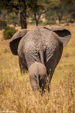 elephant---tarangire-15-juin-2011-13-32.jpg
