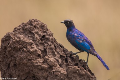 etourneau-metallique---serengeti-19-juin-2011-1-67.jpg