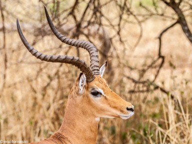 gazelle-de-grant---tarangire-15-juin-2011-29.jpg