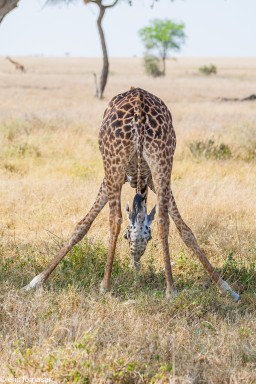 girafe---serengeti-19-juin-2011-9-66.jpg