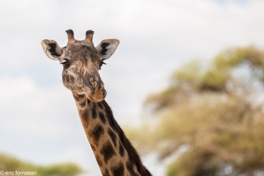 girafe---tarangire-14-juin-2011-4-1.jpg