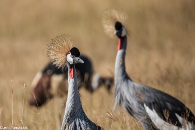 grues-couronnees--ngorongoro-17-juin-2011-24-46.jpg