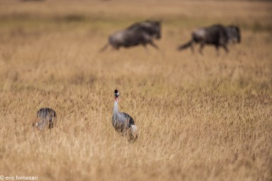 grues-couronnees--ngorongoro-17-juin-2011-3-45.jpg