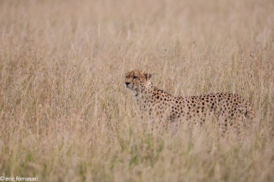 guepard---serengeti-18-juin-2011-19-56.jpg