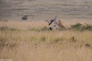 guepard---serengeti-18-juin-2011-21-57.jpg