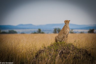 guepard---serengeti-19-juin-2011-62.jpg