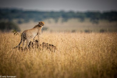 guepard---serengeti-20-juin-2011-1-81.jpg