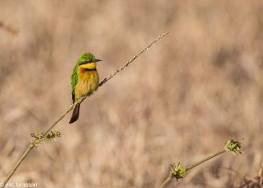guepier-nain---tarangire-17-juin-2011-42.jpg