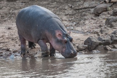 hippopotames---serengeti-21-juin-2011-15-90.jpg