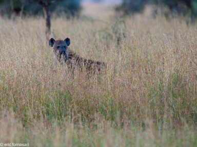 hyène---serengeti-18-juin-2011-58.jpg