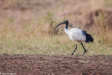 ibis-sacre---ngorongoro-19-juin-2011-1-63.jpg