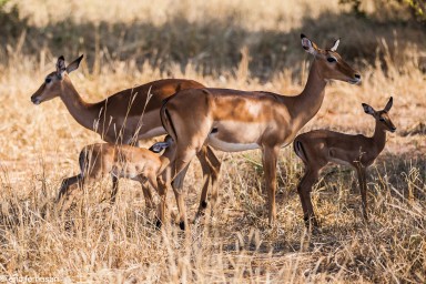 impala---tarangire-14-juin-2011-4-6.jpg