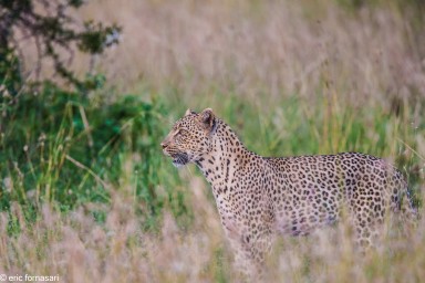 leopard---serengeti-18-juin-2011-2-60.jpg
