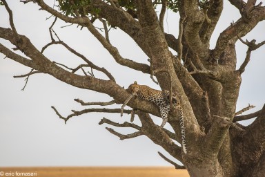 leopard---serengeti-19-juin-2011-73.jpg