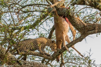leopard---serengeti-20-juin-2011-13-82.jpg