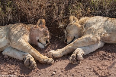 lion---ngorongoro-17-juin-2011-26-43.jpg
