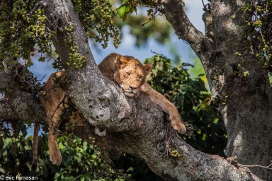 lion---ngorongoro-17-juin-2011-34-49.jpg