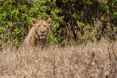 lion---ngorongoro-17-juin-2011-41-50.jpg