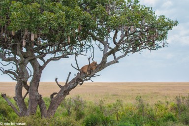 lion---serengeti-18-juin-2011-3-53.jpg