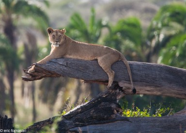 lion---serengeti-19-juin-2011-7-64.jpg