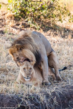 lion---tarangire-16-juin-2011-23-38.jpg