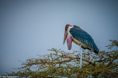 marabout---serengeti-19-juin-2011-15-78.jpg