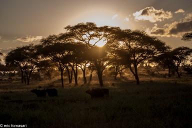 parc-de-tarangire-14-juin-2011-11-12.jpg