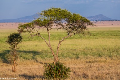 parc-de-tarangire-14-juin-2011-7-11.jpg