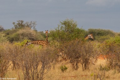 parc-de-tarangire-15-juin-2011-1-16.jpg