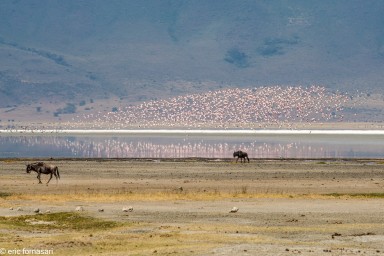 parc-du-ngorongoro-17-juin-2011-17-48.jpg