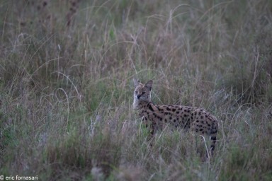 serval---serengeti-19-juin-2011-5-79.jpg