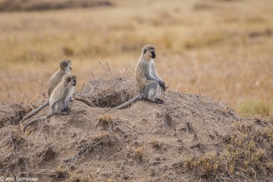 singe-grivet---serengeti-19-juin-2011-4-68.jpg
