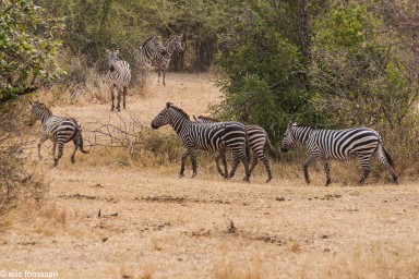 zebre---serengeti-20-juin-2011-17-85.jpg