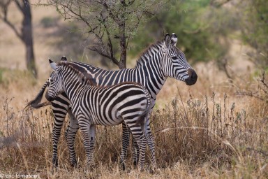 zebre---tarangire-15-juin-2011-14-26.jpg