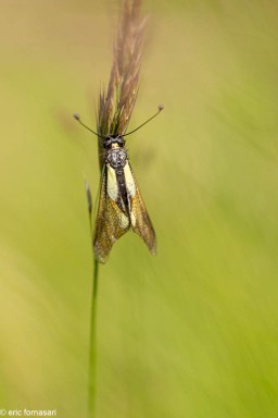 ascalaphe-11-13-juin-2020.jpg
