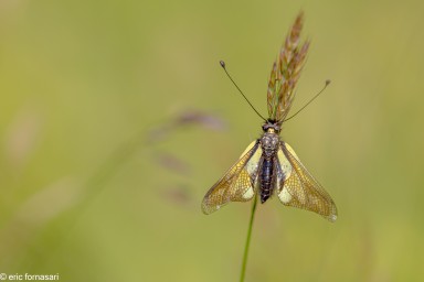 ascalaphe-14-13-juin-2020-5.jpg
