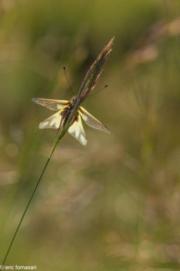 ascalaphe-17-13-juin-2020.jpg