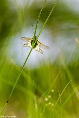 ascalaphe-3-06-juin-2020-2.jpg