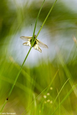 ascalaphe-3-06-juin-2020.jpg